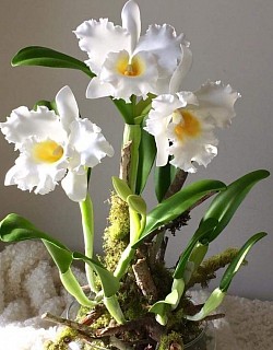 Cattleya orchids