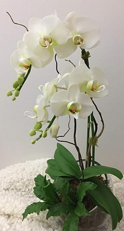 Moth orchids ( Phalaenopsis Blume)