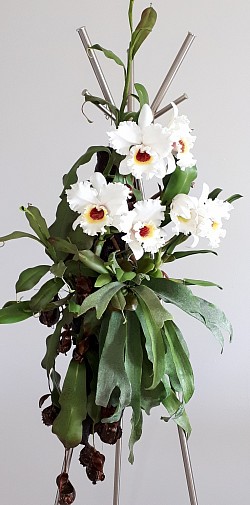 Cattleya orchids, Staghorn ferns, Pitcher plant