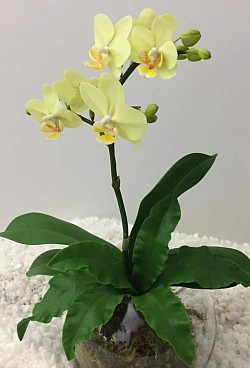 Phalaenopsis