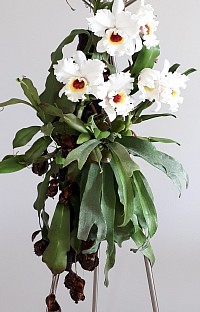 Cattleya orchids