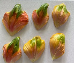 Tulips petals