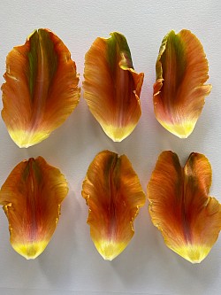 Tulips petals